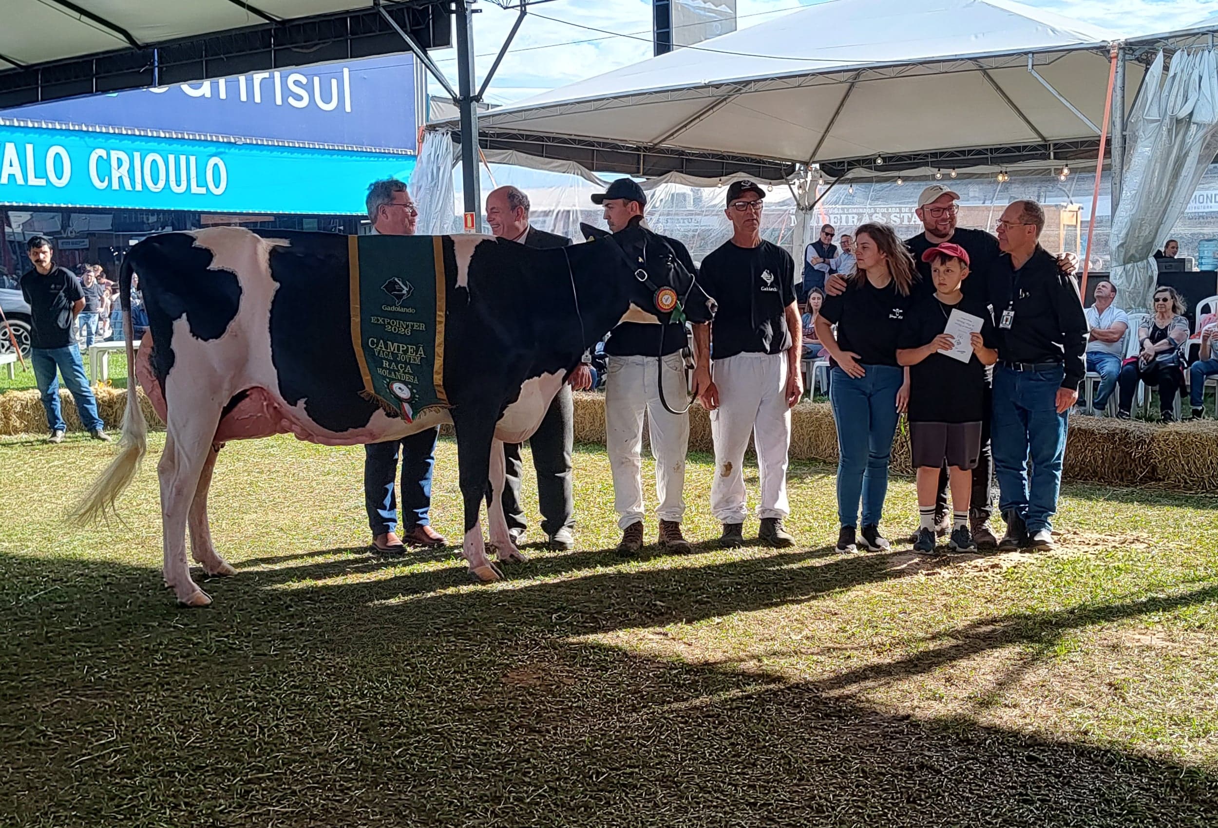 Expointer 49º: Holandesa Ferraboli brilha no julgamento morfológico