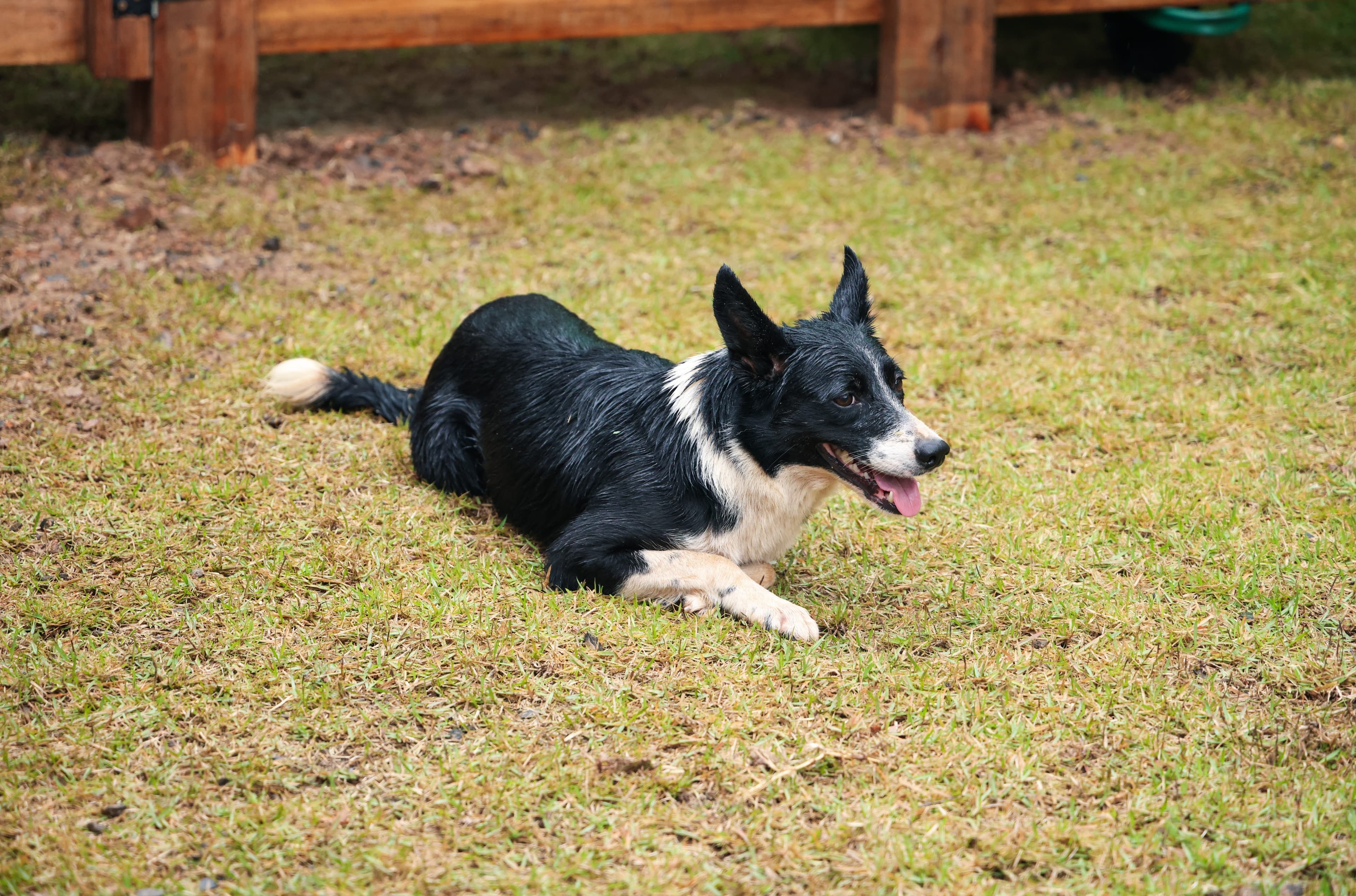 Cães de pastoreio como o Border Collie ganham destaque na pecuária brasileira