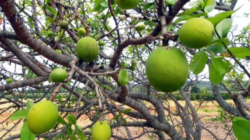 Ibicoara discute apoio ao agroextrativismo e produção de mangaba