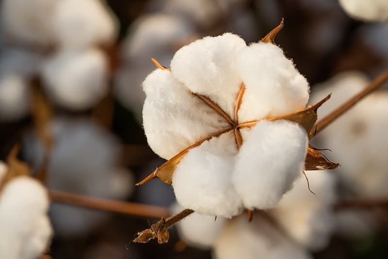 Alta nas cotações do algodão impulsionada por menor produção global