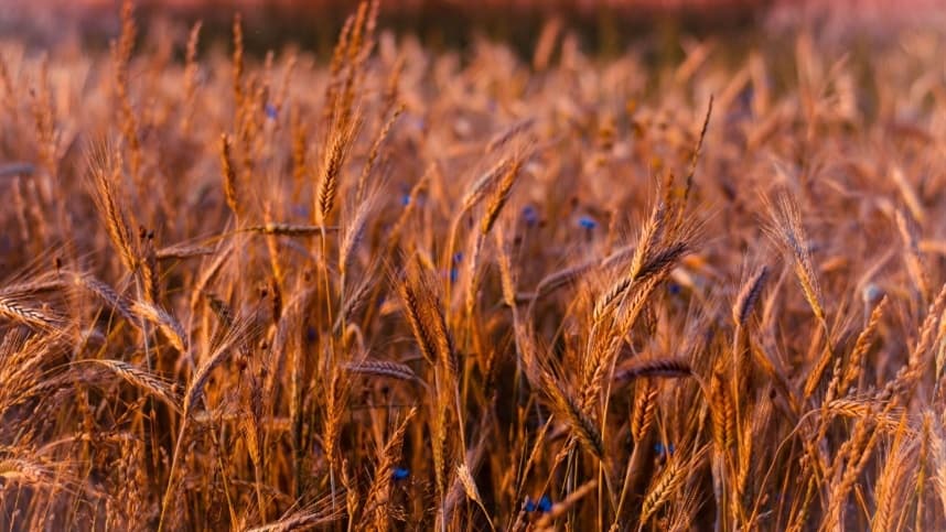 Alta nos preços do trigo dispara preocupações sobre oferta