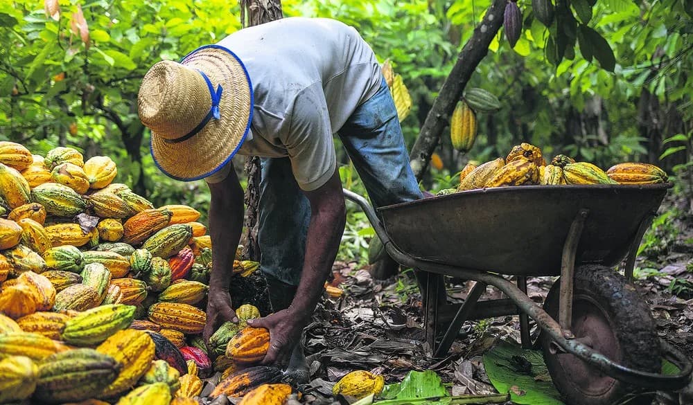 Mercado de cacau registra queda na Bolsa de Nova York