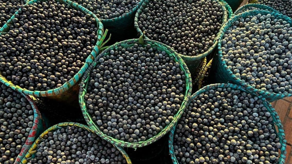 Frutas brasileiras no TasteAtlas: jabuticaba é a 18ª melhor do mundo