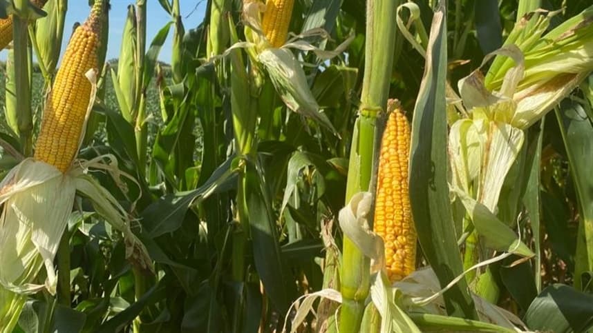Colheita de milho em Mato Grosso chega a 99,10% da área total