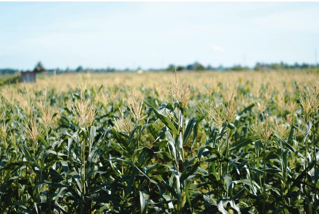 Safrinha 2026 demanda planejamento energético para produtores