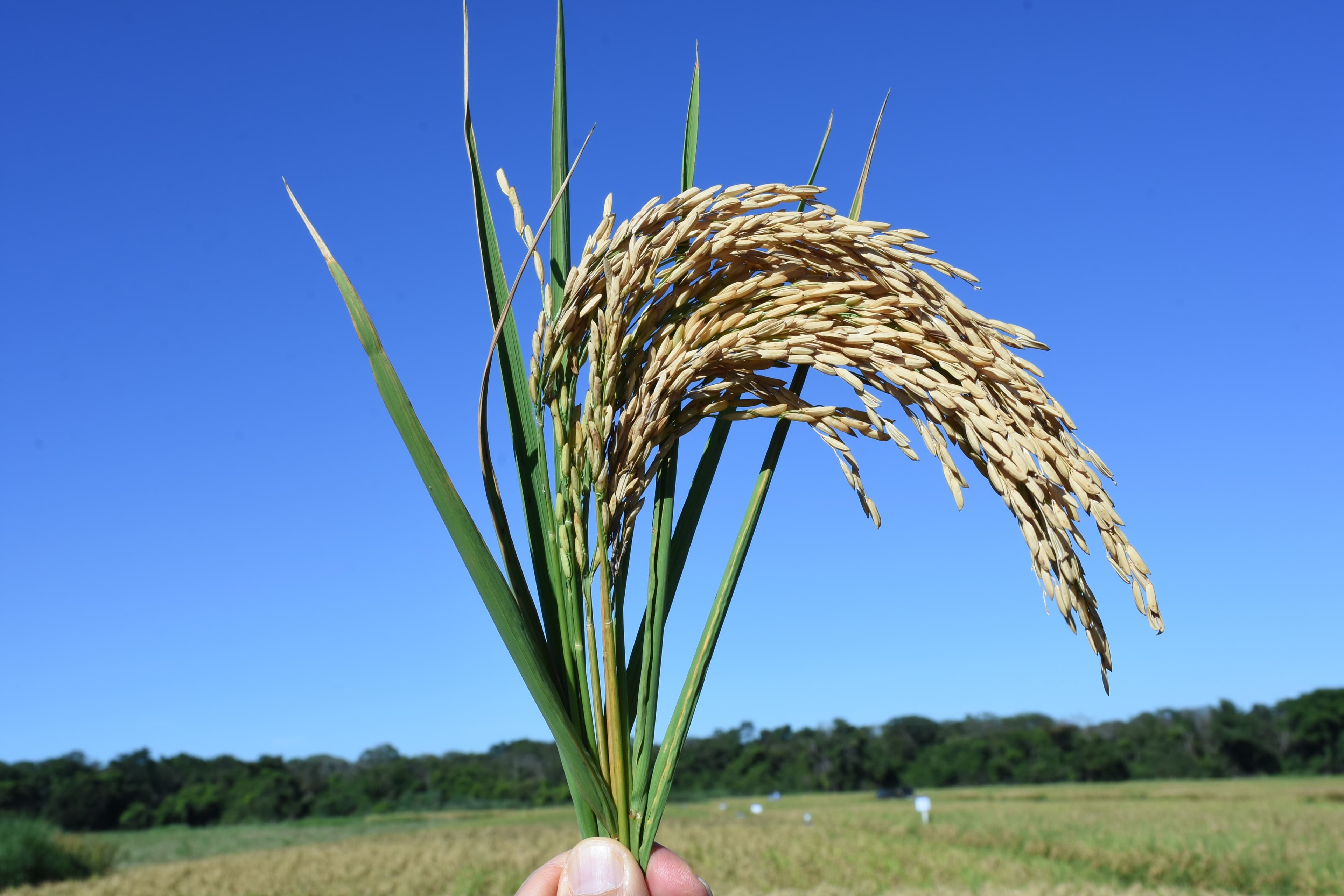 Preços do arroz se mantêm firmes no Rio Grande do Sul