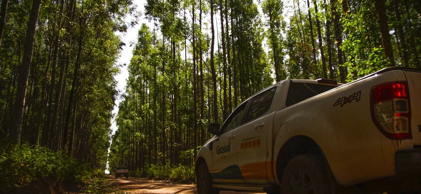 Girassol Agrícola aposta em eucalipto para diversificação e lucro