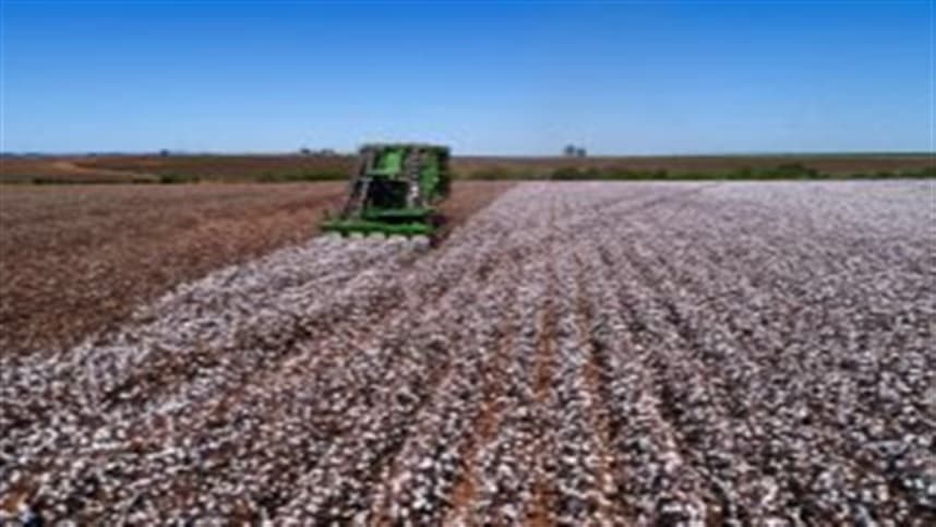 Produtores de Algodão em Minas Gerais Devem Eliminar Plantas Vivas Entre Setembro e Novembro