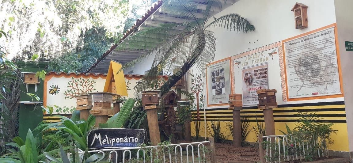 Dia Nacional das Abelhas destaca a preservação e sua importância econômica