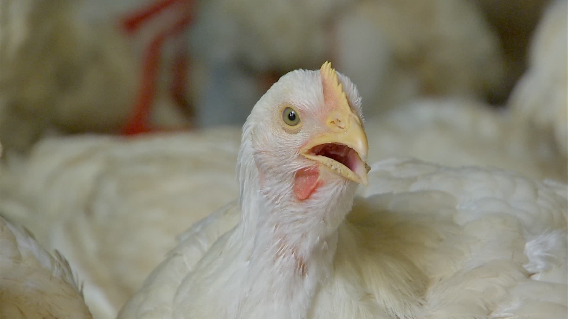 China avança na produção de frango e desafia Brasil no mercado