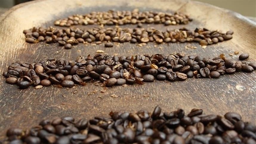 Poda de formação do cafeeiro é essencial para produtividade
