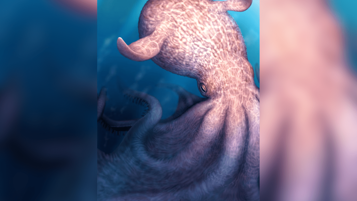 Fósseis de polvos gigantes revelam predadores do mar Cretáceo