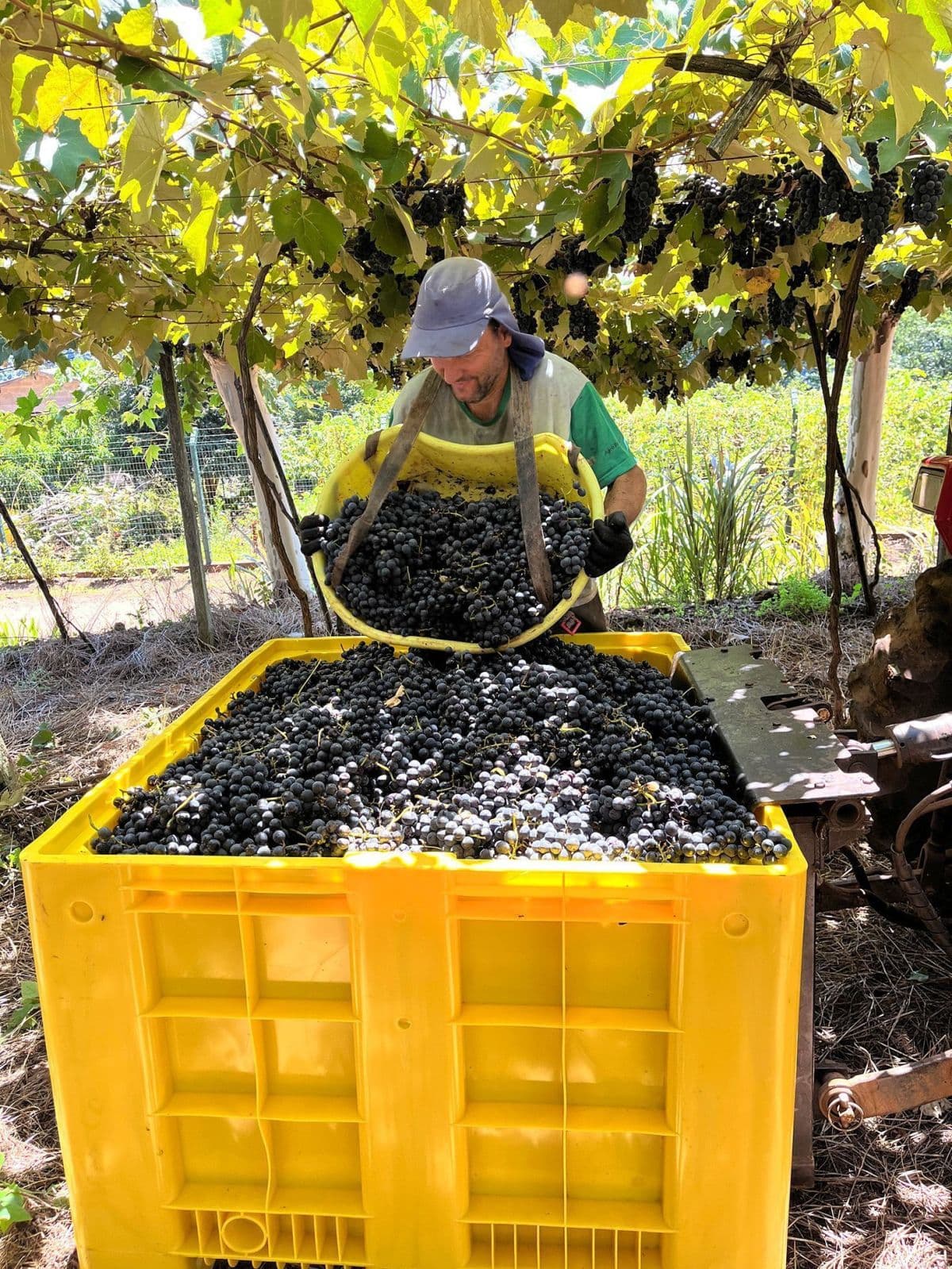 Cooperativa Auroral atinge colheita recorde de 93 milhões de quilos em 2026