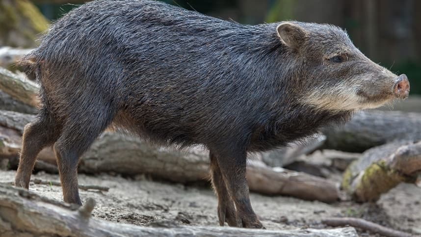 Queixadas ameaçam lavouras e produtores investem em cercamento