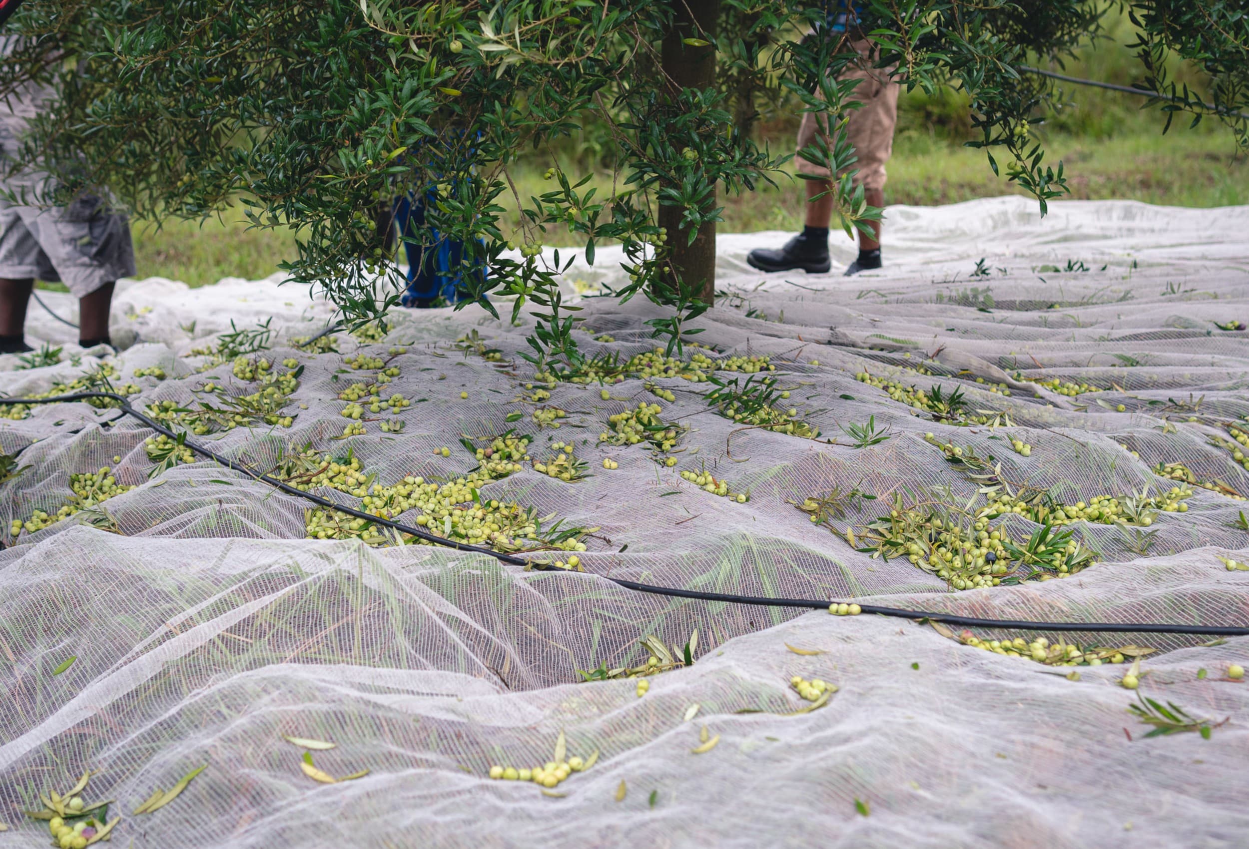 Colheita de Azeite no Rio Grande do Sul inicia com feira de negócios