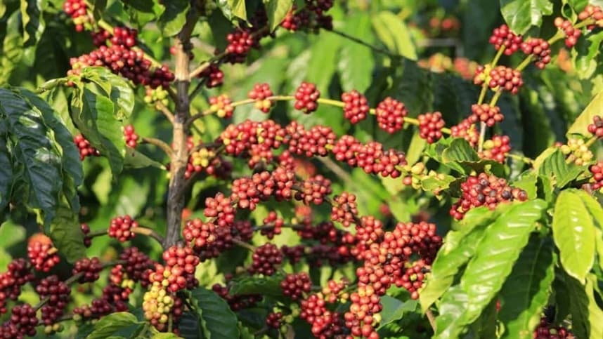 Café robusta atinge novo recorde de preço devido a problemas no Vietnã