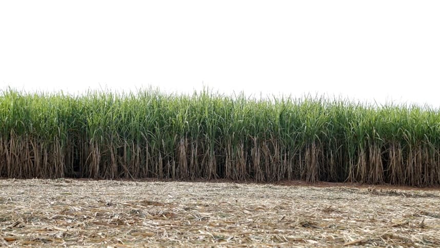 Reforma de canaviais se torna essencial para produtividade agrícola
