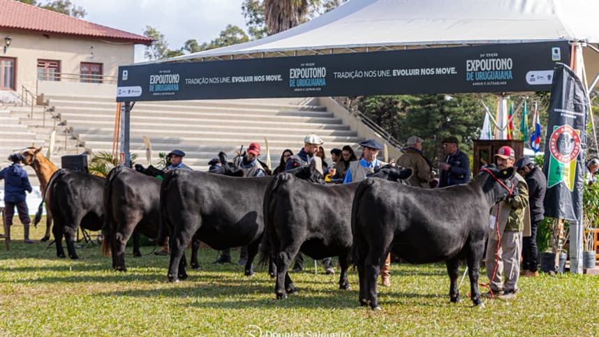 Expoutono 2026 destaca crescimento nas raças Angus e Ultrablack