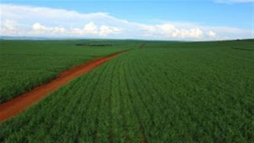 Irrigação por gotejamento aumenta produtividade na cana-de-açúcar