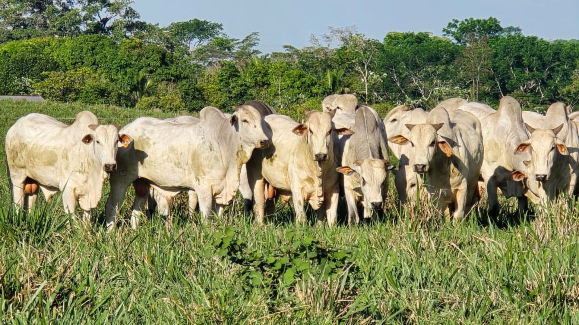 Planejamento estratégico para estação de monta no Brasil