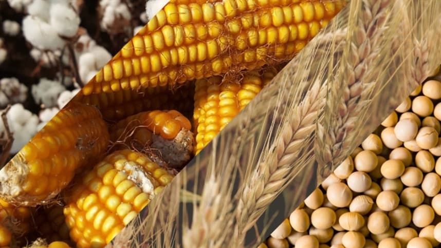 Previsão de safra para 2024 indica redução de 3,8% em comparação com janeiro, conforme IBGE