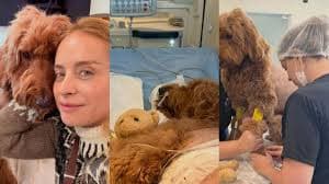 Angélica recebe apoio de amigos após desabafo sobre saúde de sua cachorrinha