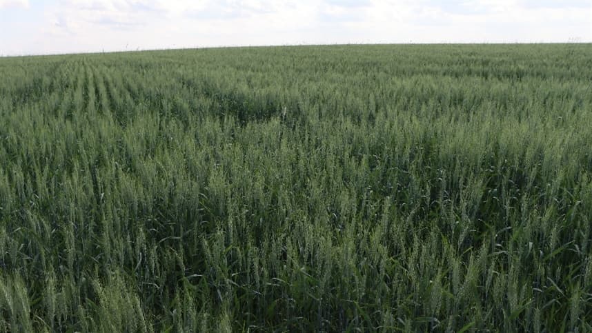 Planejamento da Semeadura de Trigo Reduz Risco de Brusone
