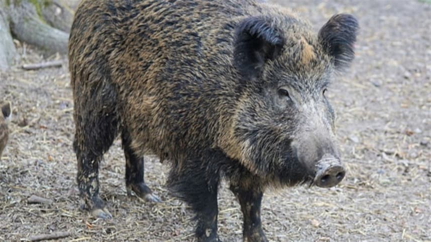 Proliferação de javalis ameaça agronegócio em Santa Catarina