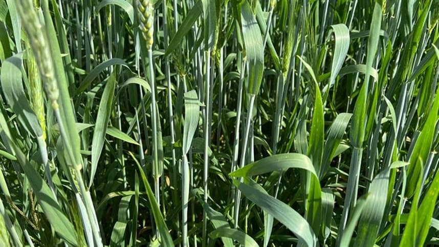 Valorização do trigo no Sul do Brasil se intensifica