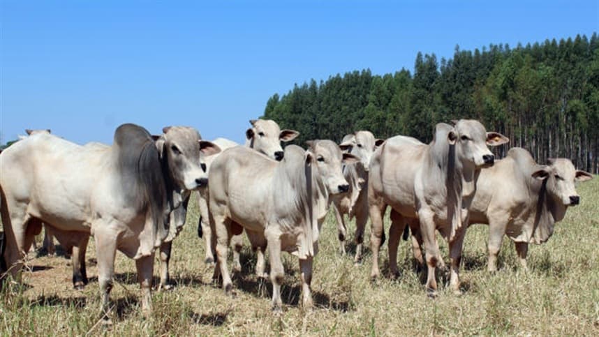 Desvalorização da vaca gorda no mercado