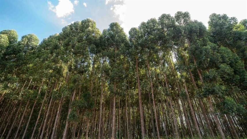 Mato Grosso impulsiona cultivos de eucalipto com demanda de etanol