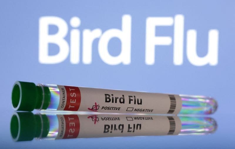 Austrália alerta sobre risco de gripe aviária após morte de aves marinhas