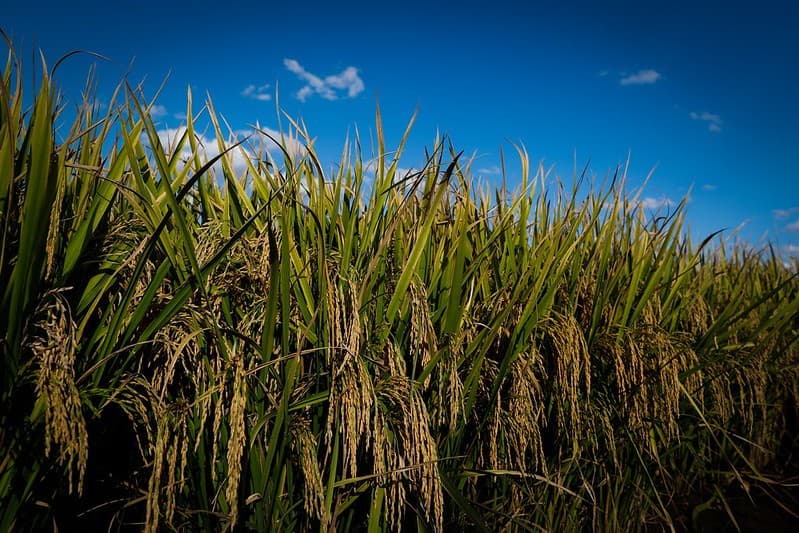 Rio Grande do Sul verá queda na produção de arroz na safra 2026/27