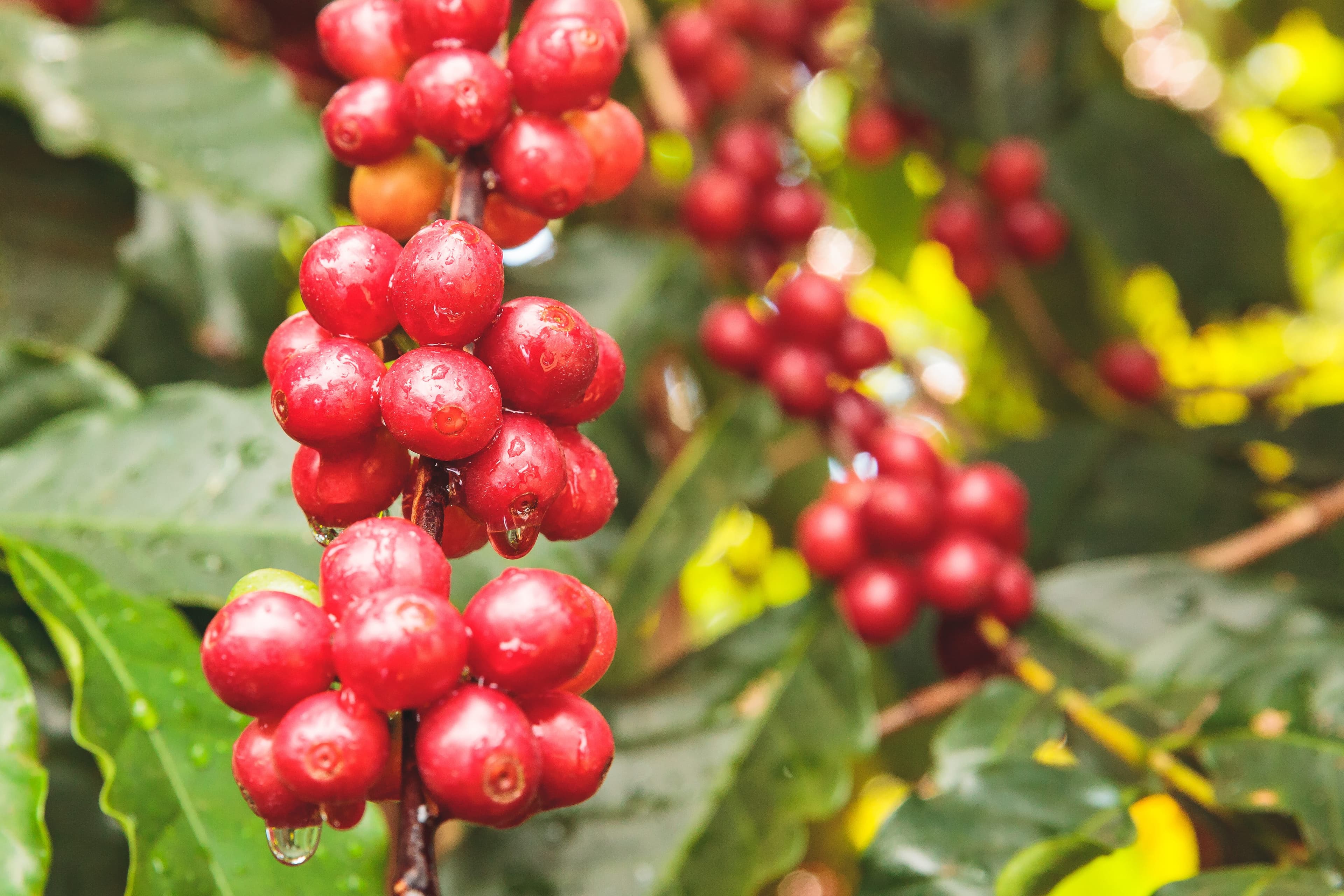 Consumo de café no Brasil cresce 2,29% em 2026, segundo levantamento