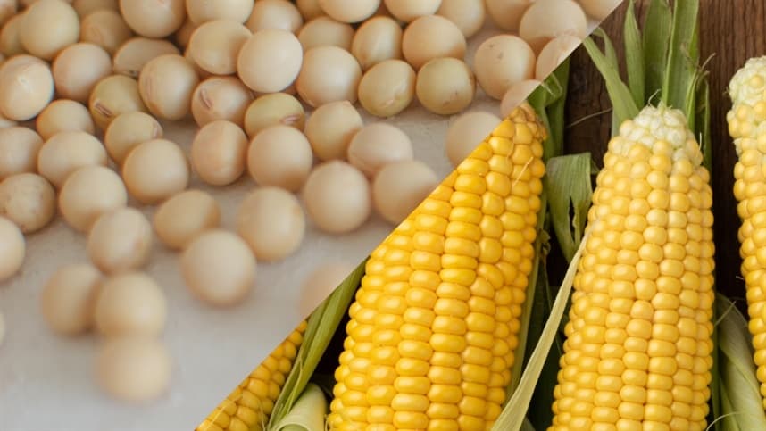 Soja e milho: novas estimativas impactam mercado agrícola nos EUA