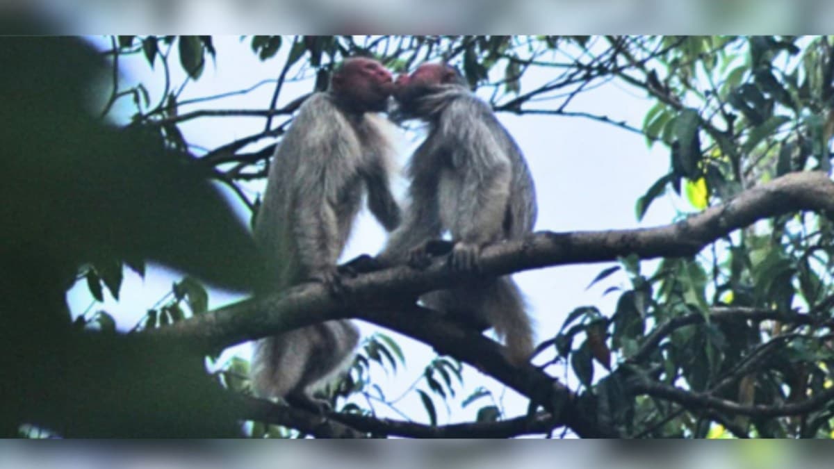 Pesquisadores registram beijo entre uacaris-brancos na Amazônia