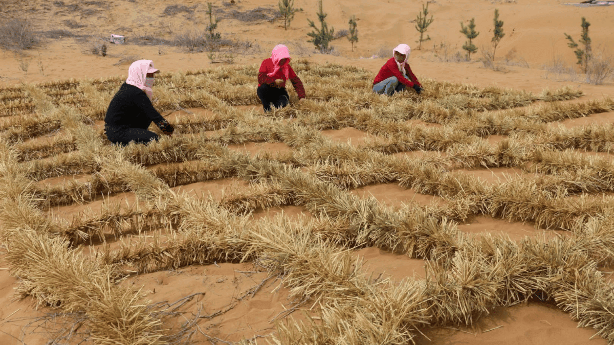 Técnica de controle de desertificação transforma ferrovia na China