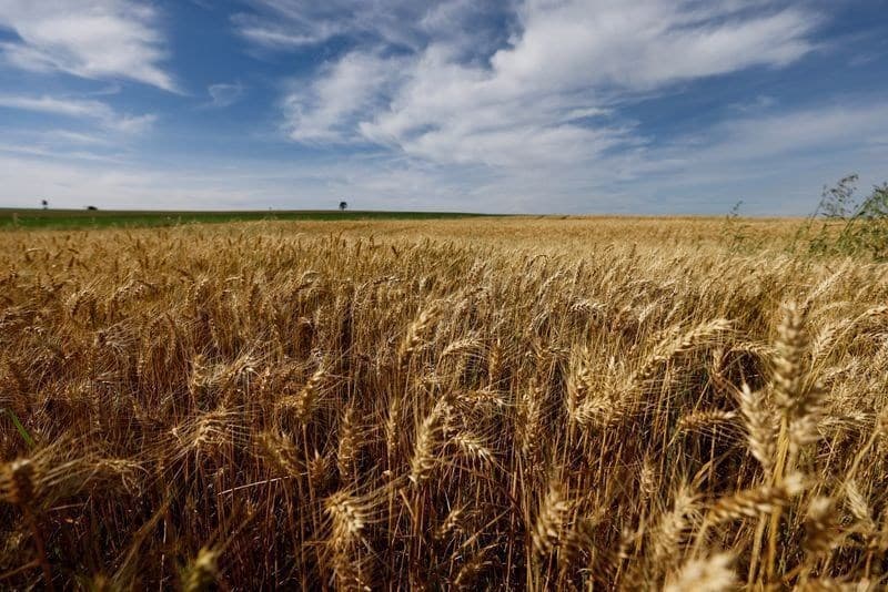 Brasil pode precisar importar 10 milhões de toneladas de trigo em 2026/27
