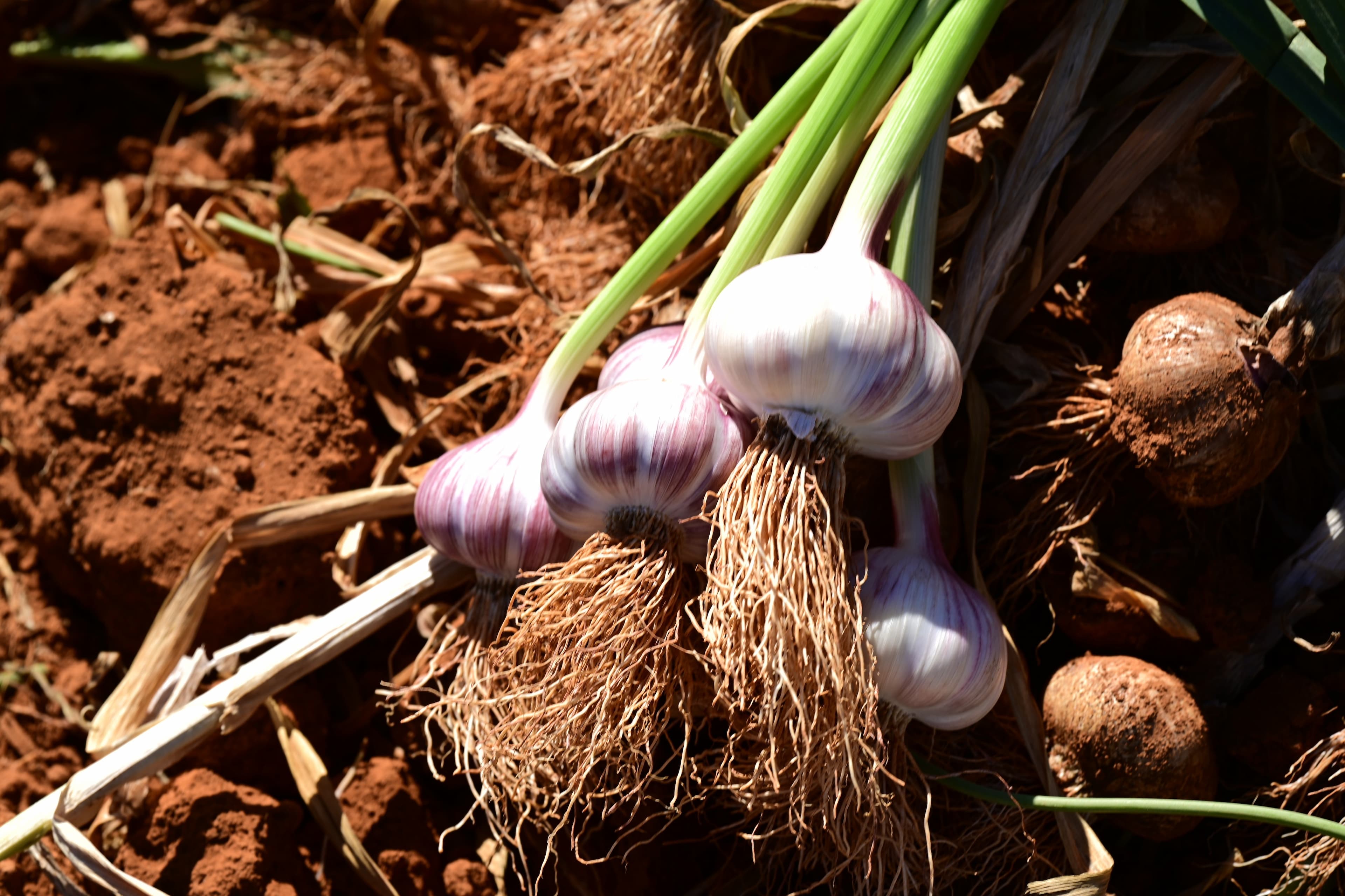 Produtores de alho enfrentam crise em Minas Gerais e no Sul