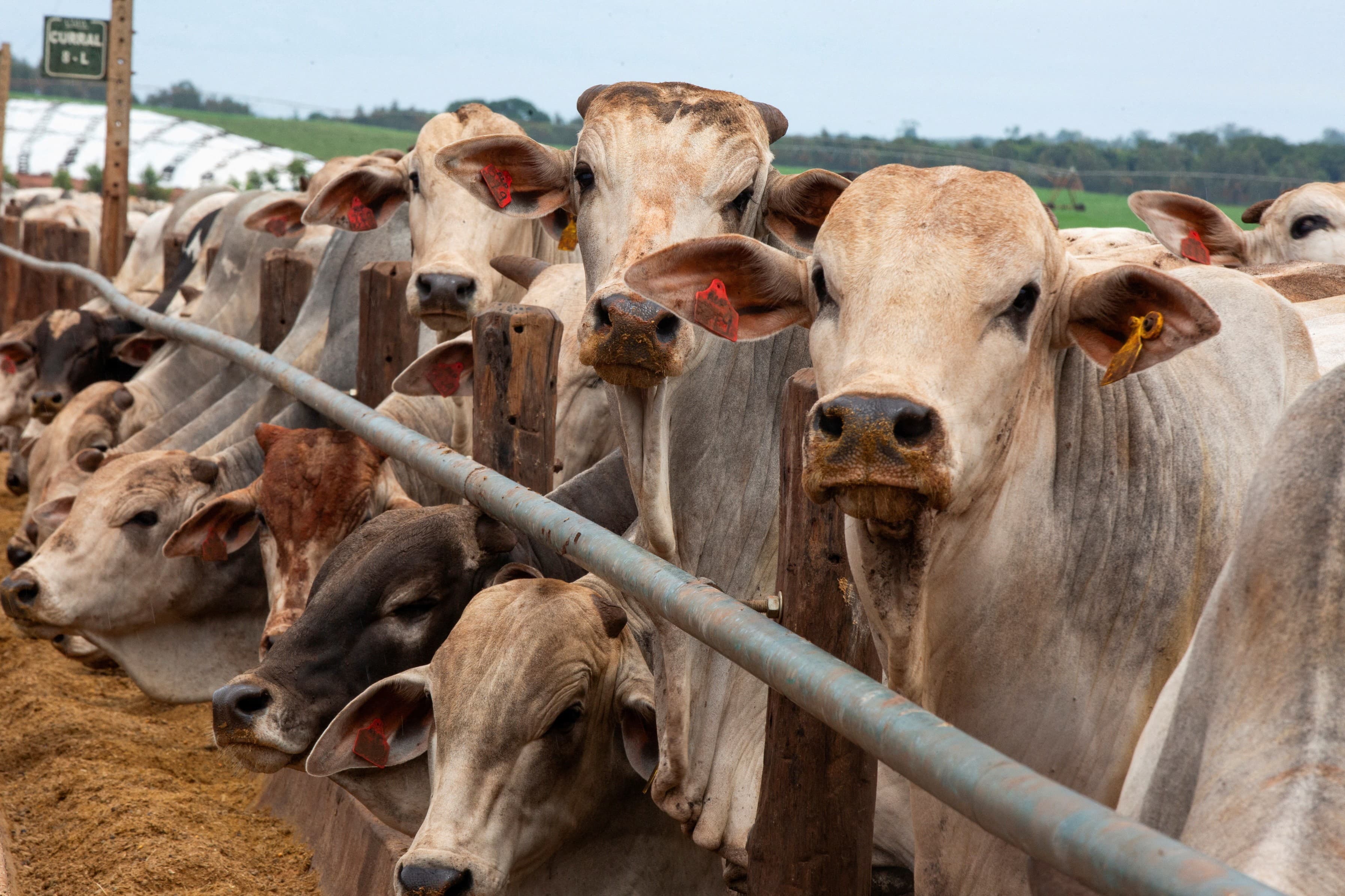 Setor de carne enfrenta desafios em 2026 com dificuldades comerciais