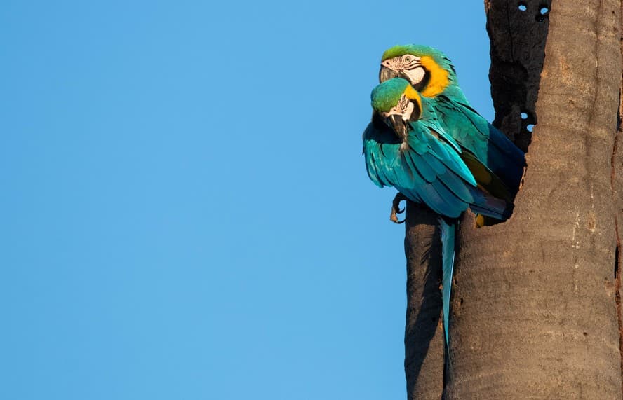 A diversidade da citricultura: mais de 300 espécies de animais silvestres abrigadas