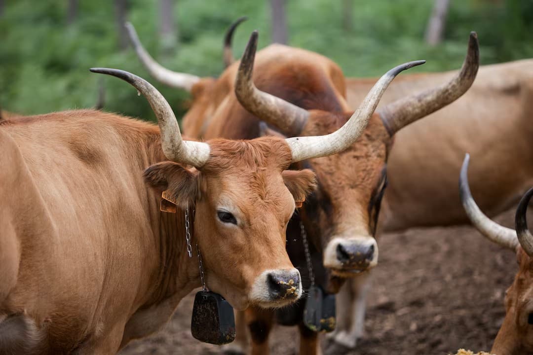 Vacas Cachena retornam à Galícia para combate a incêndios florestais
