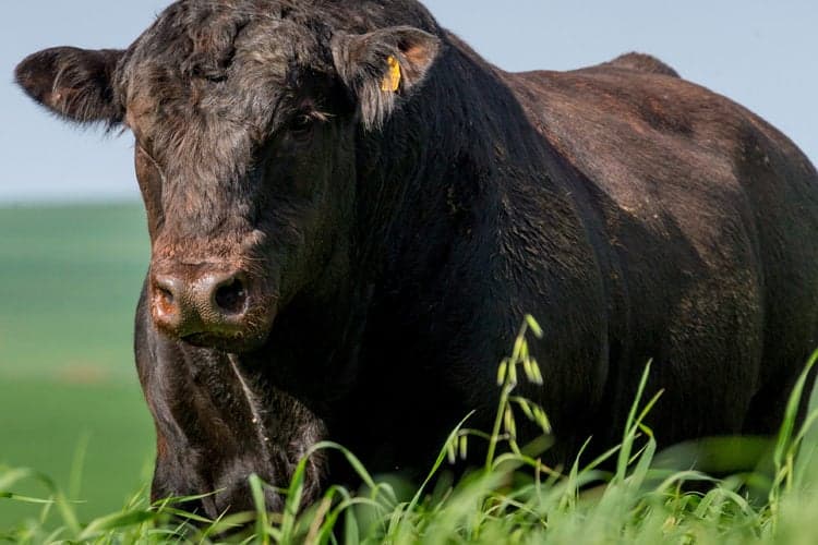 Rio Grande do Sul ganha Indicador do Boi Datagro para preços