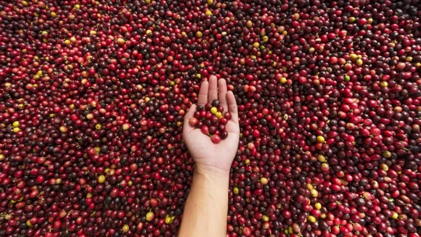 Doenças abióticas ameaçam produtividade do cafeeiro em regiões secas