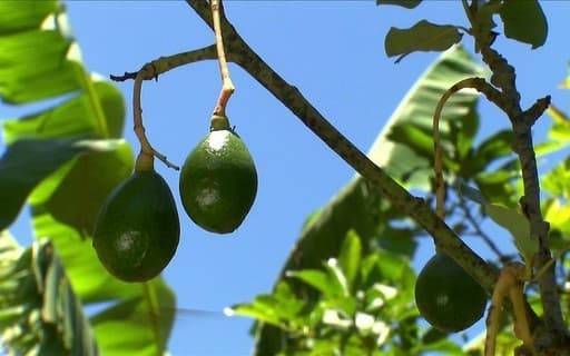 Produtores de abacate enfrentam ameaça da broca-do-abacateiro