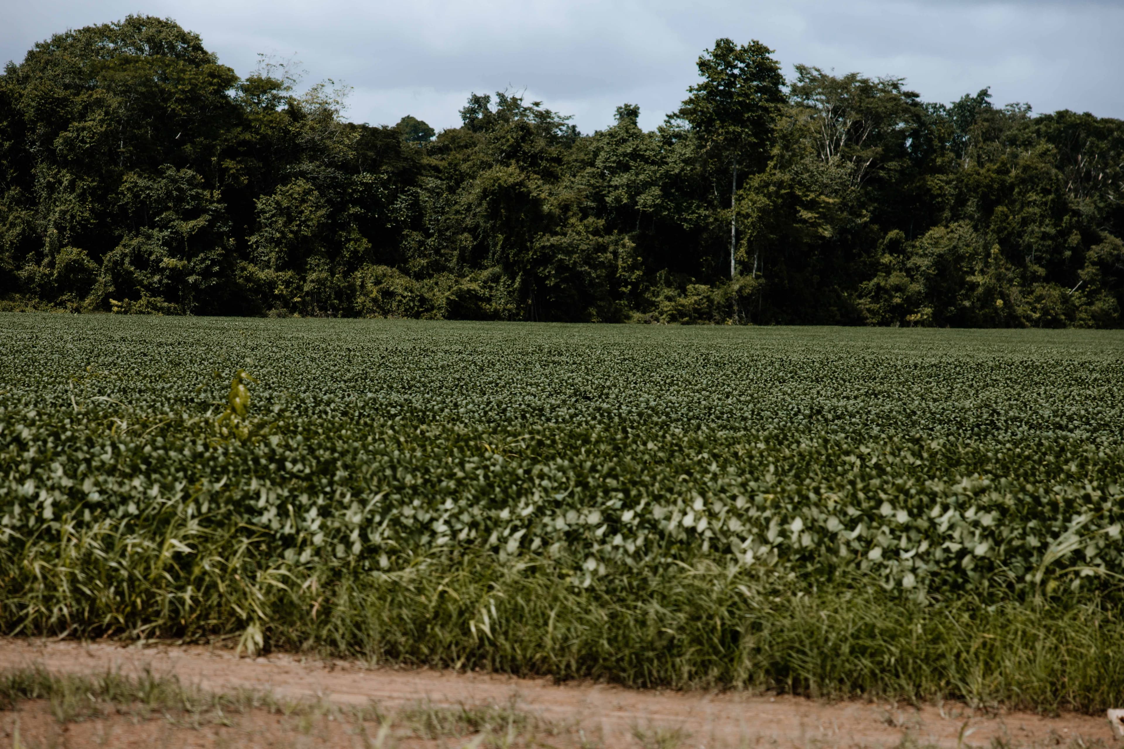 EUA criticam lei de Mato Grosso por enfraquecer Moratória da Soja