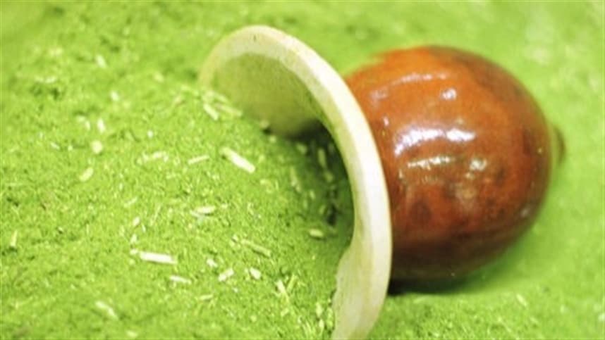 Preços da erva-mate se mantêm estáveis no Rio Grande do Sul