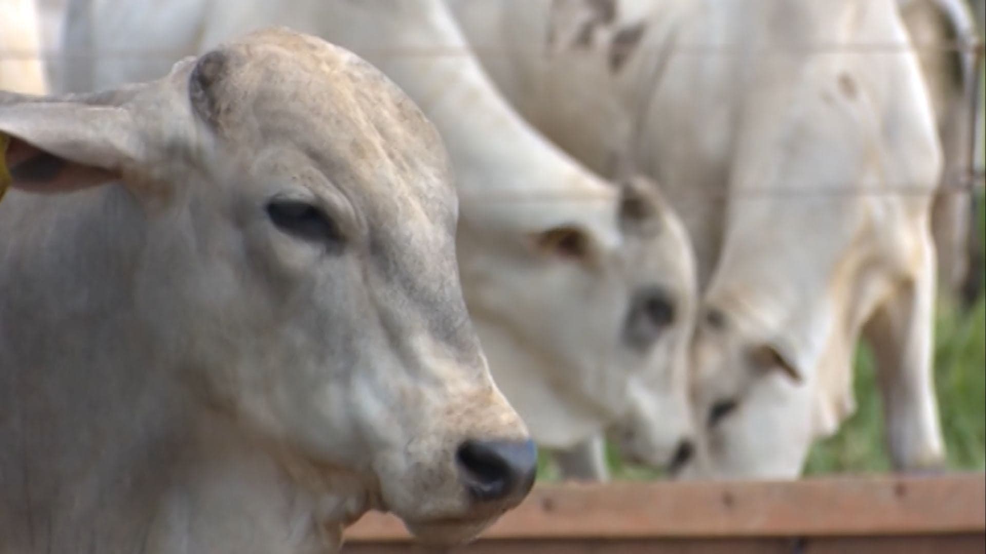 Nutrição animal: manejo em clima severo garante lucros