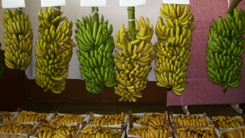 Regional de Novo Itacolomi sedia 13º Encontro de Produtores de Banana