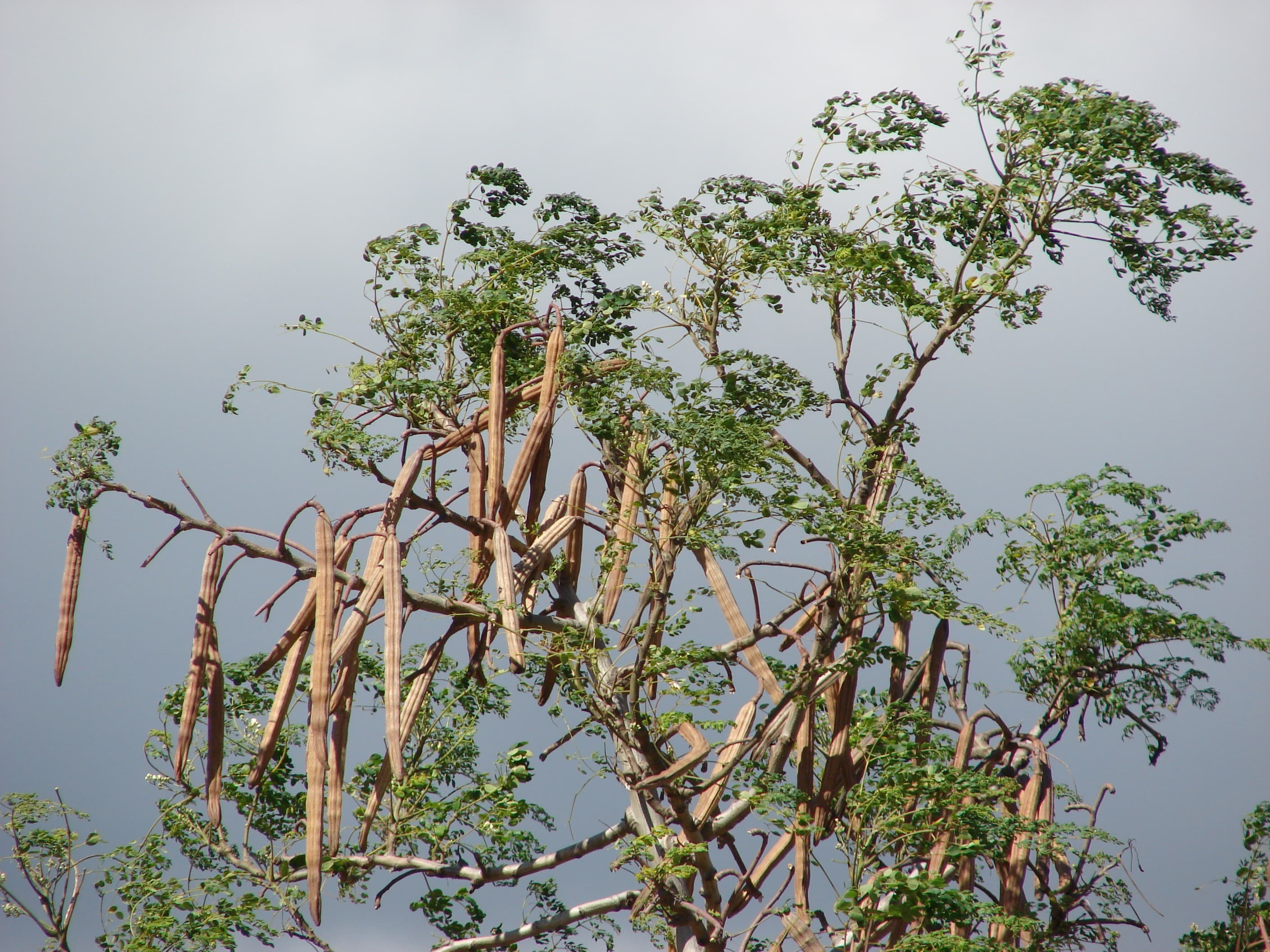 Moringa oleifera é proibida no Brasil para consumo humano
